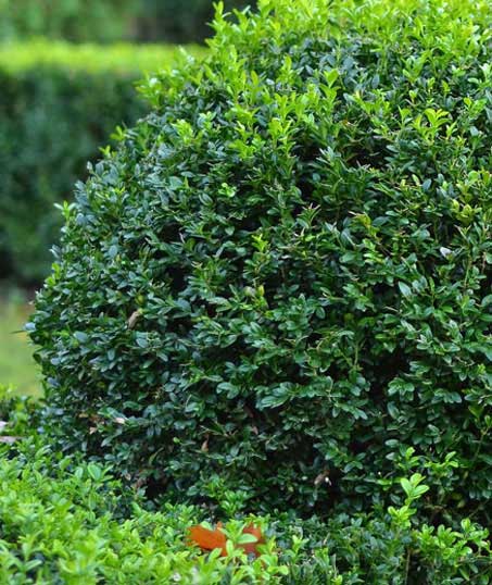 Mears Landcare Group, LLC Shrubs & Hedges