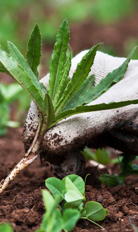 Mears Landcare Group, LLC Weed Control services